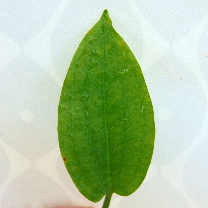 Alisma plantago-aquatica (Foliage)