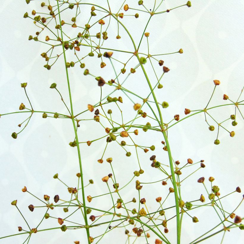 Alisma plantago-aquatica (Flowering)