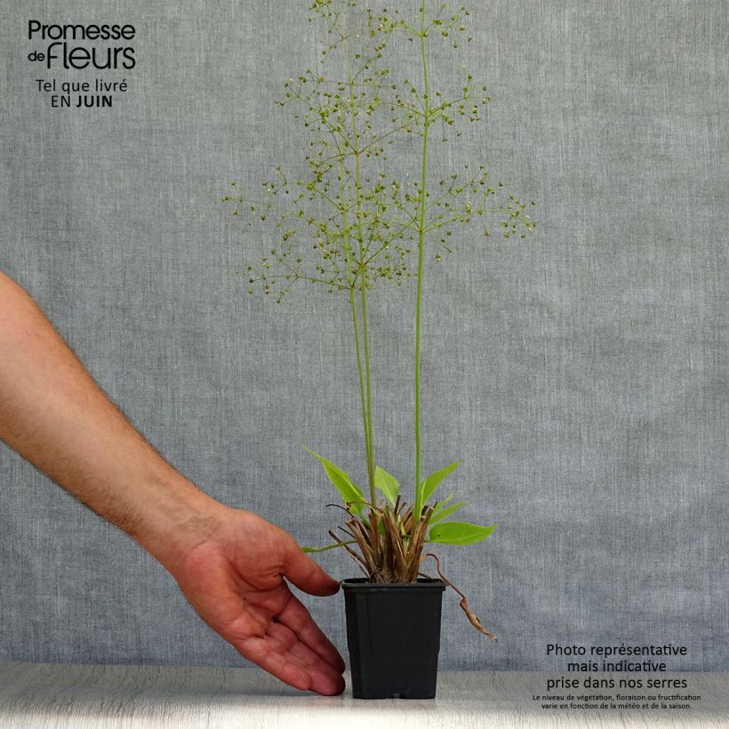 Alisma plantago-aquatica 8/9 cm pot sample as delivered in summer