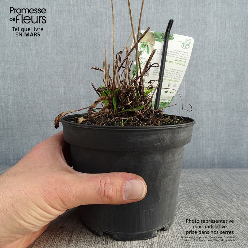 Ribwort Plantain - Plantago lanceolata 1.5L/2L pot sample as delivered in winter
