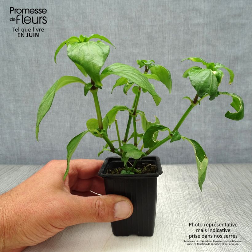 Mushroom Plant - Rungia klossii 7/8 cm pot sample as delivered in summer