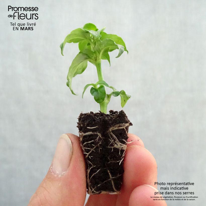 Mushroom Plant - Rungia klossii Plug plant 3/4cm sample as delivered in spring
