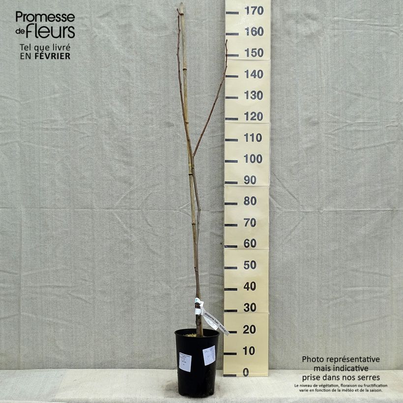 Diospyros kaki Korea - Persimmon sample as delivered in winter
