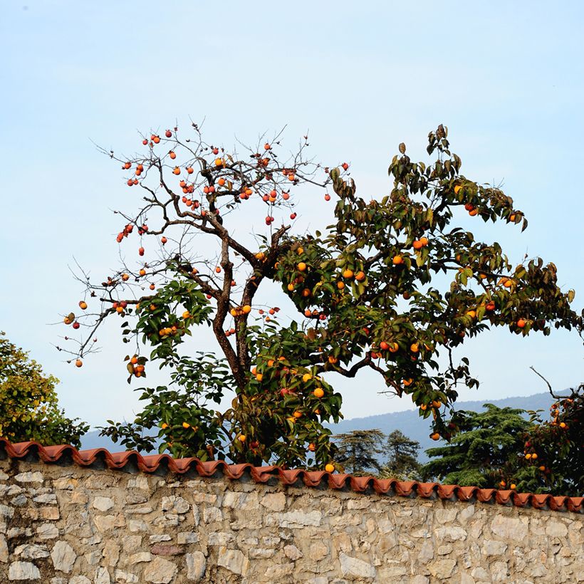 Diospyros kaki Ragno - Persimmon (Plant habit)