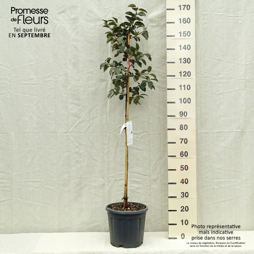 Diospyros kaki Tipo 7.5L/10L pot, Half standard sample as delivered in autumn
