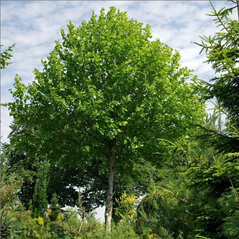 Morus alba - Mullberry (Plant habit)