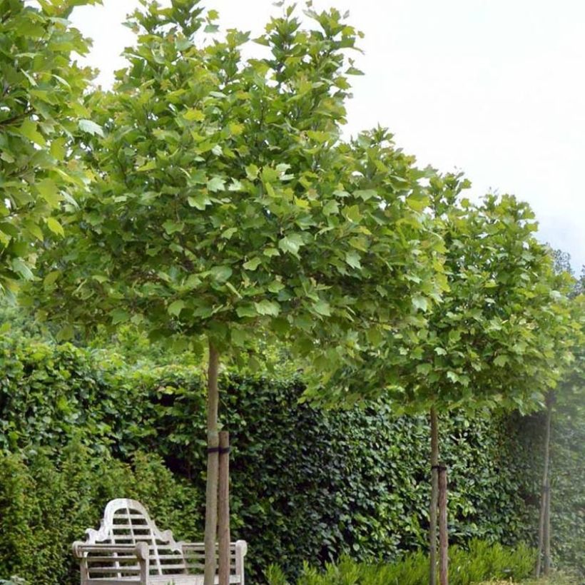 Platanus x hispanica Alphens Globe (Plant habit)