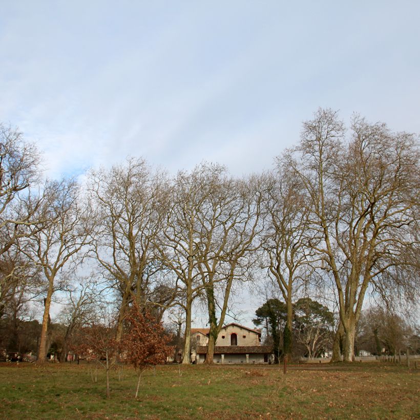 Platanus x hispanica (Plant habit)