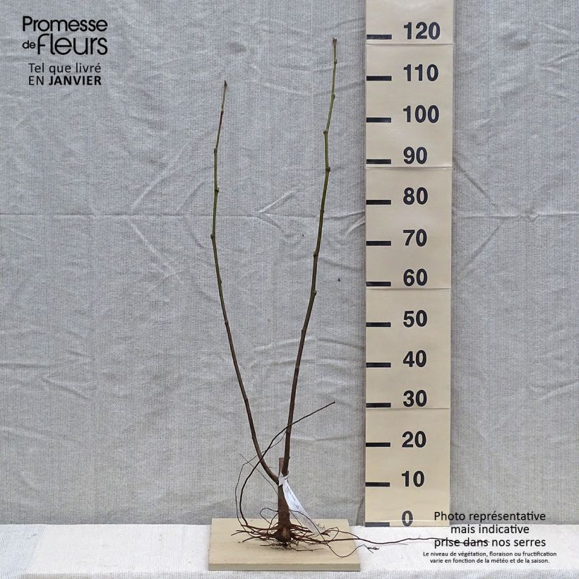 Platanus x hispanica El Gordo Bare root sample as delivered in winter