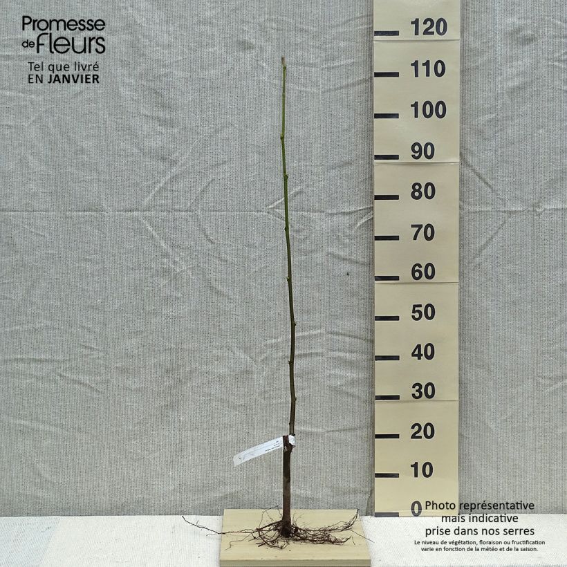 Platanus x hispanica Malburg Bare root sample as delivered in winter