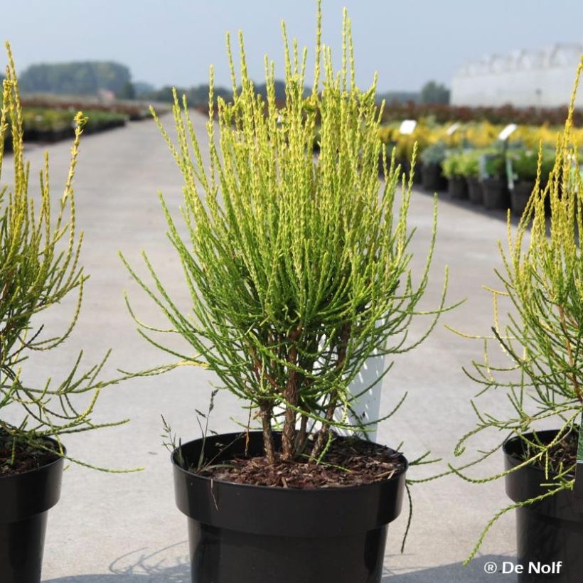 Platycladus orientalis Franky Boy (Plant habit)