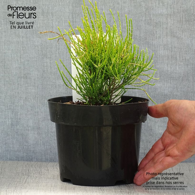 Platycladus orientalis Franky Boy 2L/3L pot sample as delivered in summer