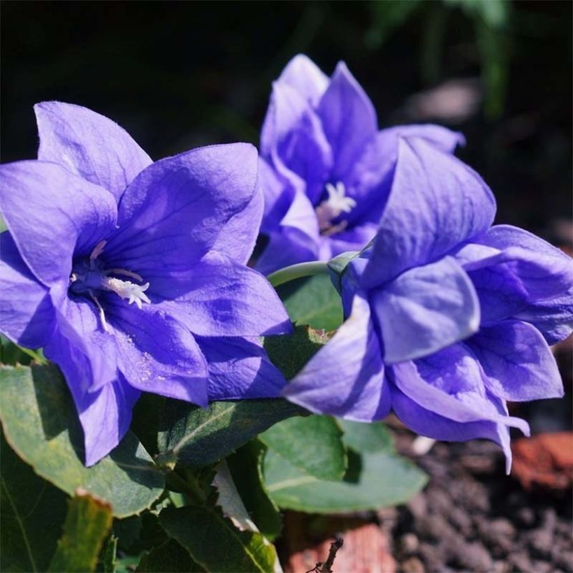 Platycodon grandiflorus Astra Blue (Flowering)