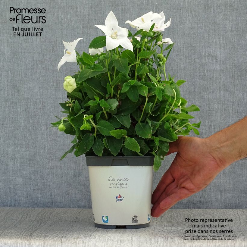 Platycodon grandiflorus Astra White 2L/3L pot sample as delivered in summer