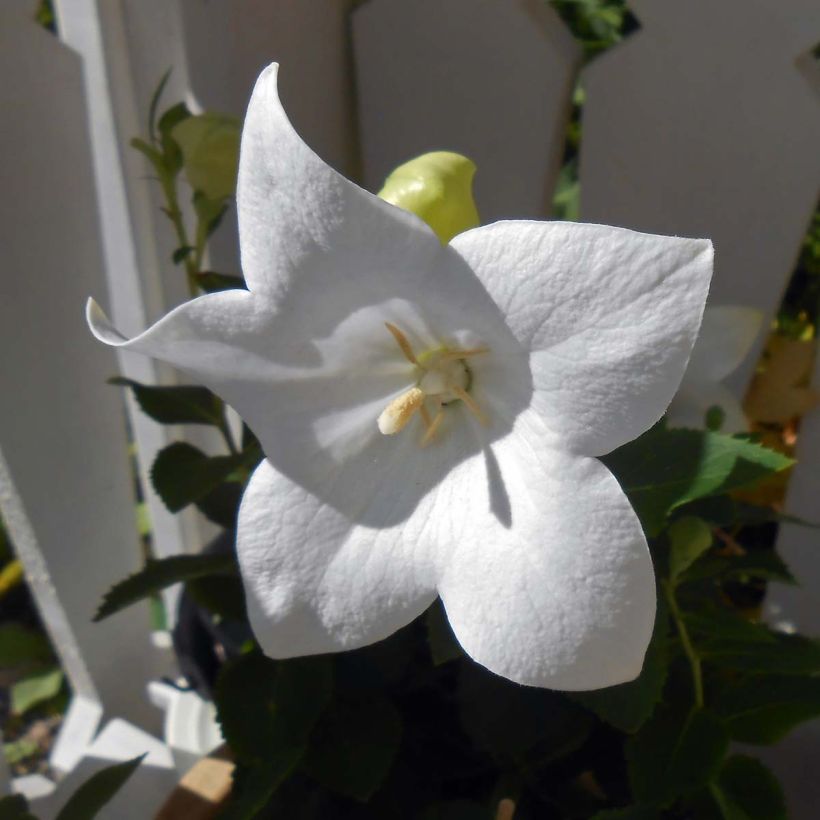 Platycodon grandiflorus Astra White (Flowering)
