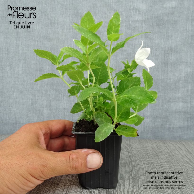 Platycodon grandiflorus Fuji White 7/8 cm pot sample as delivered in summer