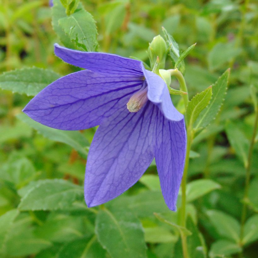 Platycodon grandiflorus Mariesii (Flowering)