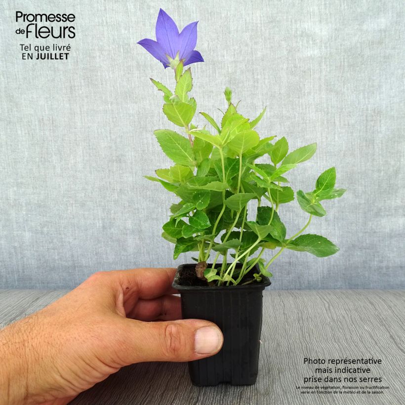 Platycodon grandiflorus Mariesii 7/8 cm pot sample as delivered in summer