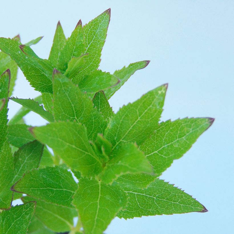 Platycodon grandiflorus Perimutterschale (Foliage)