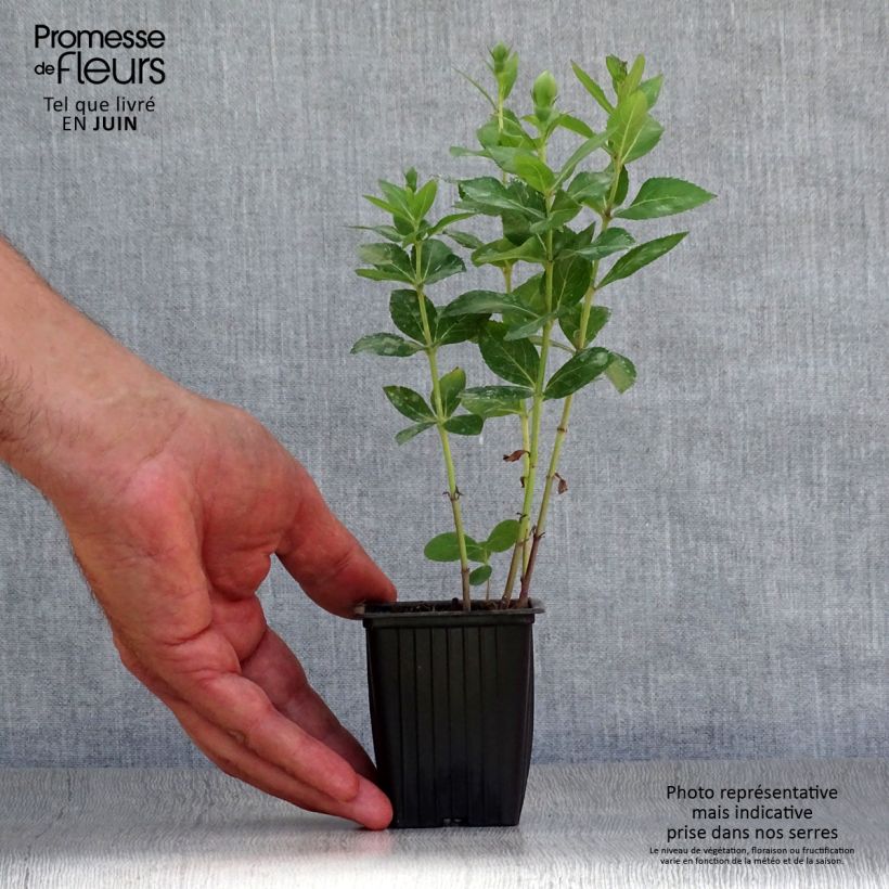 Platycodon grandiflorus Perimutterschale 7/8 cm pot sample as delivered in summer