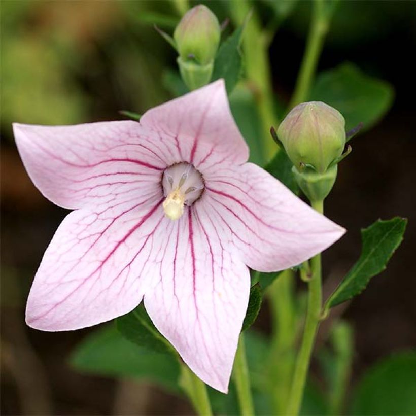 Platycodon grandiflorus Perimutterschale (Flowering)