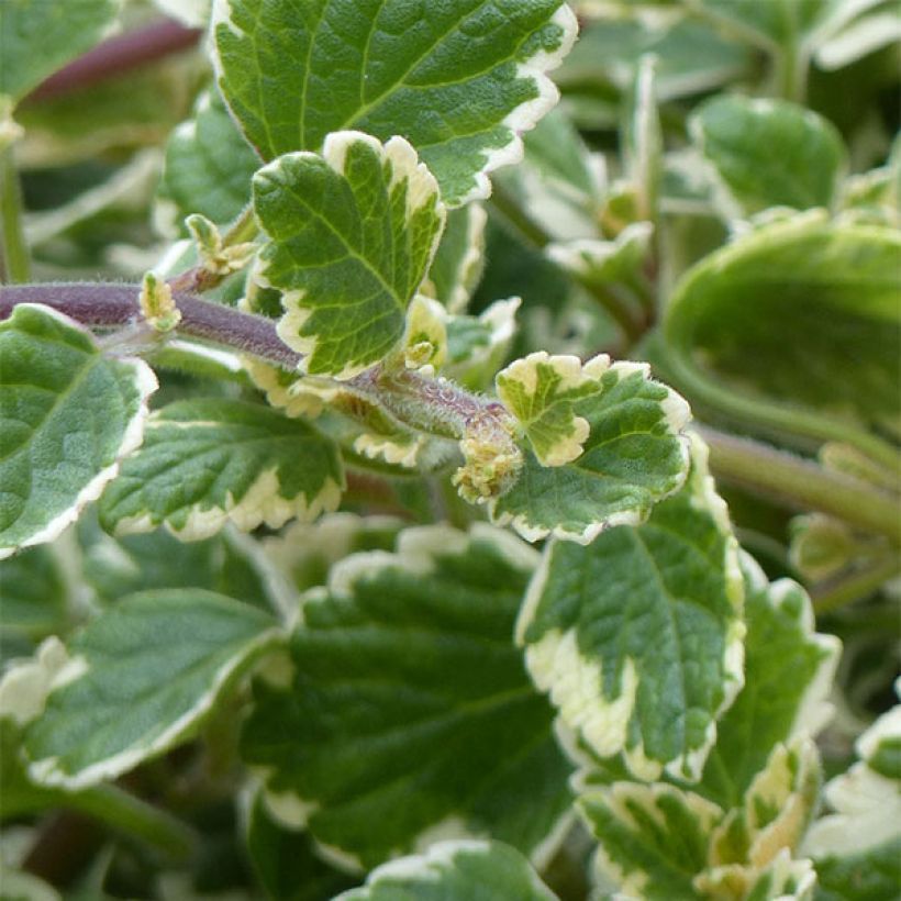 Plectranthus coleoides 'Variegatus' (Foliage)