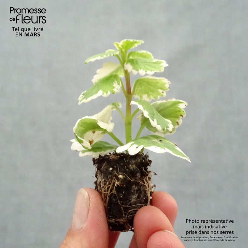 Plectranthus coleoides 'Variegatus' Plug plant 1.5/2.5 cm sample as delivered in spring