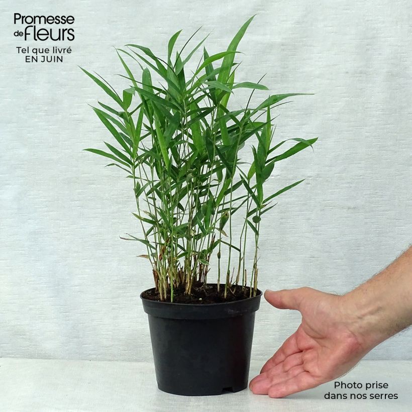 Pleioblastus argenteostriatus Pumilus - Dwarf Bamboo 1L/1.5L pot sample as delivered in summer