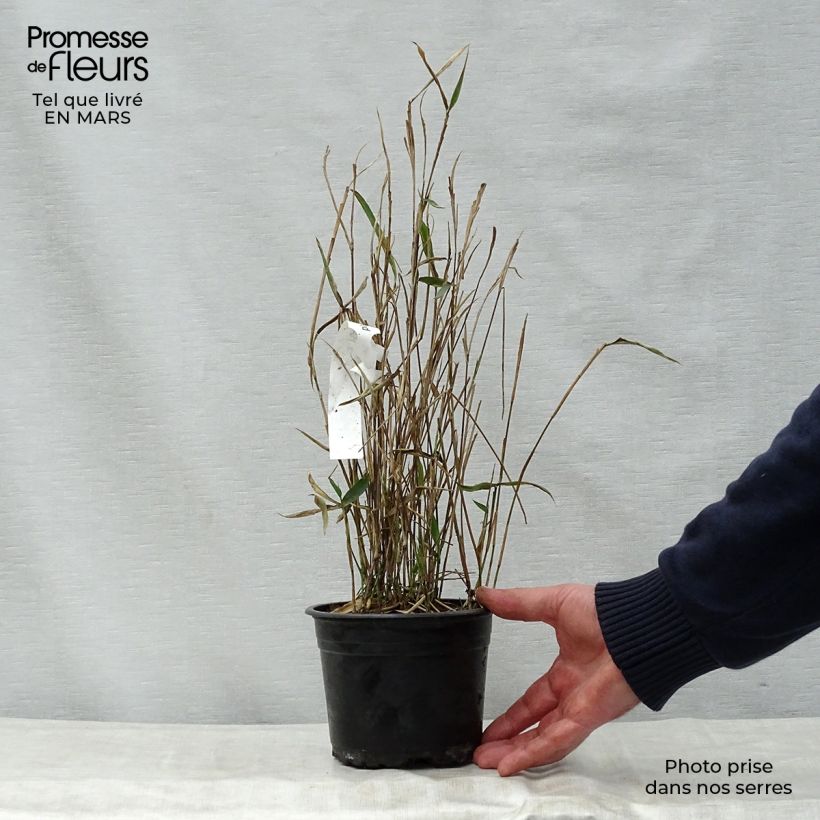 Pleioblastus argenteostriatus Pumilus - Dwarf Bamboo sample as delivered in spring