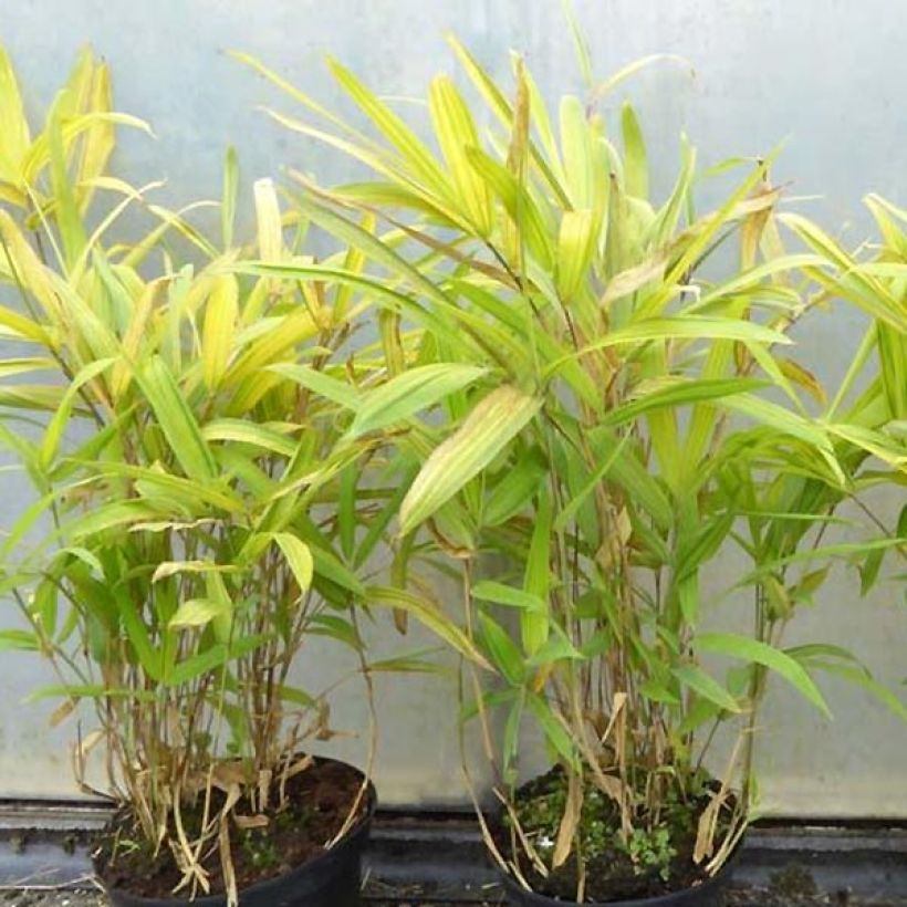Pleioblastus auricomus - Dwarf Bamboo (Plant habit)