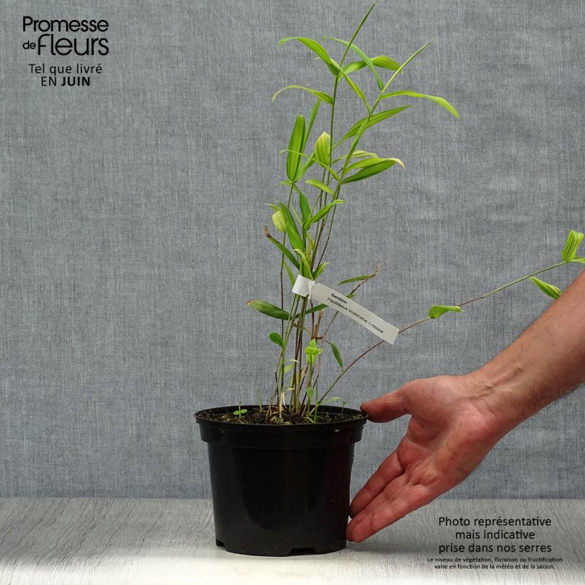 Pleioblastus auricomus - Dwarf Bamboo 1L/1.5L pot sample as delivered in summer