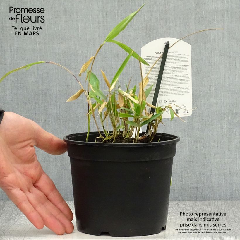 Pleioblastus auricomus - Dwarf Bamboo sample as delivered in spring