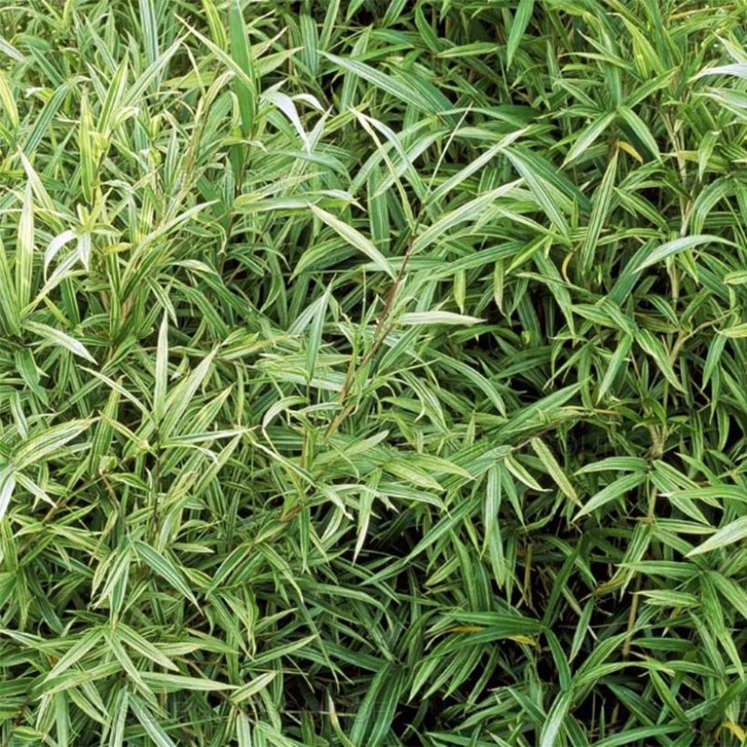 Pleioblastus chino Elegantissimus - Dwarf Bamboo (Foliage)