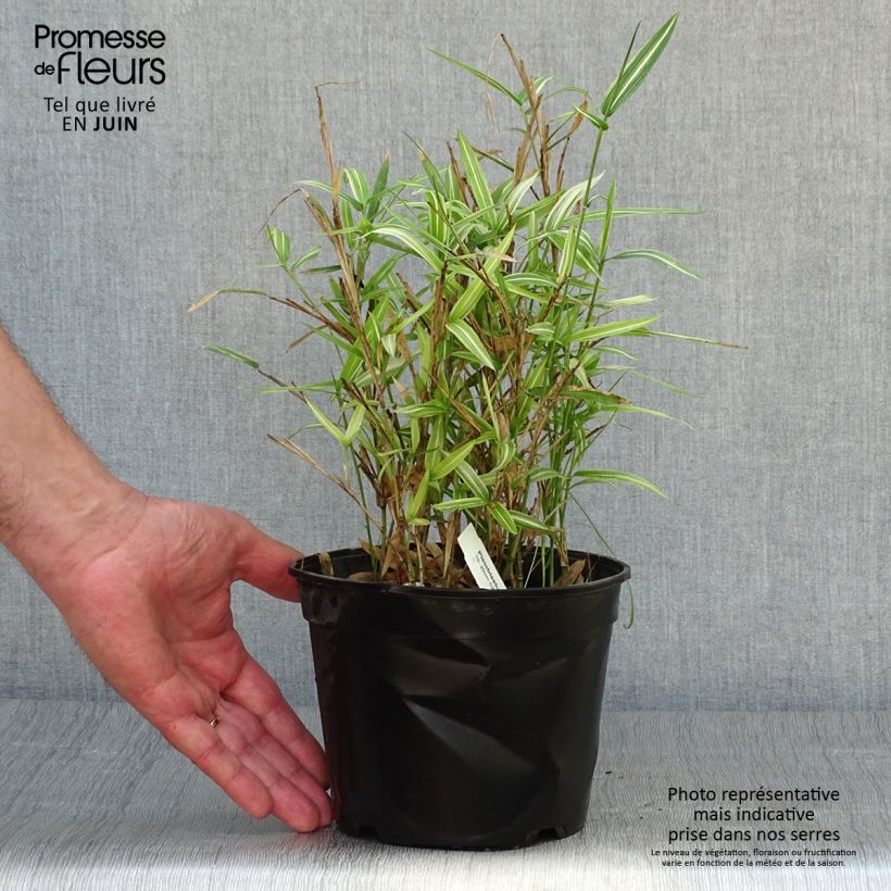 Pleioblastus fortunei Variegatus - Dwarf Bamboo 1L/1.5L pot sample as delivered in summer
