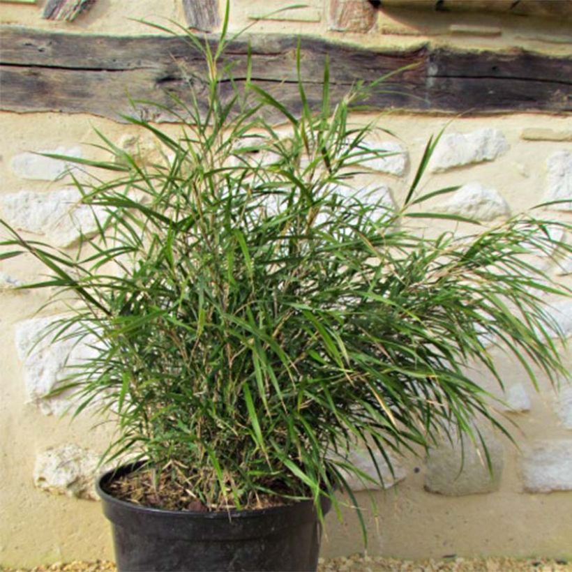 Pleioblastus linearis (Foliage)