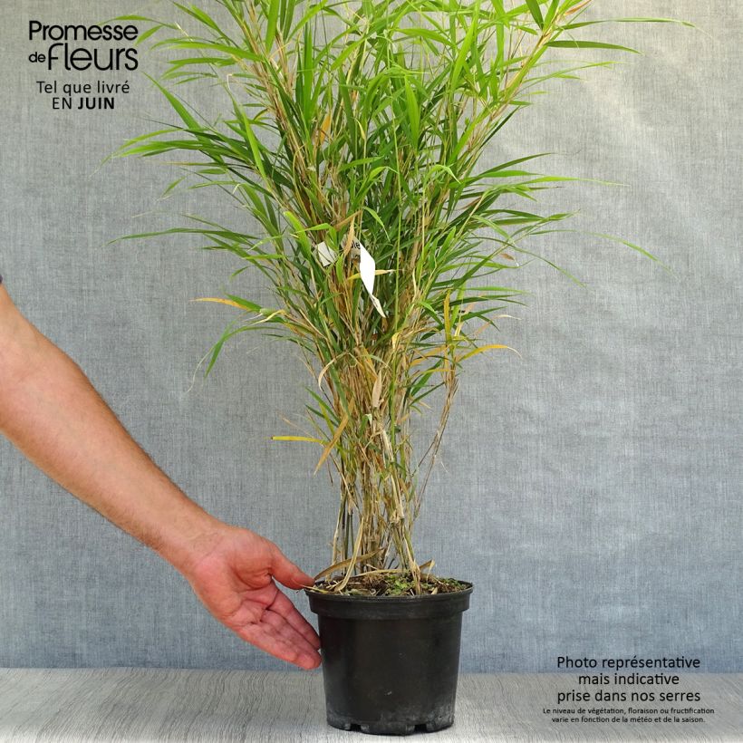Pleioblastus linearis 2L/3L pot sample as delivered in summer