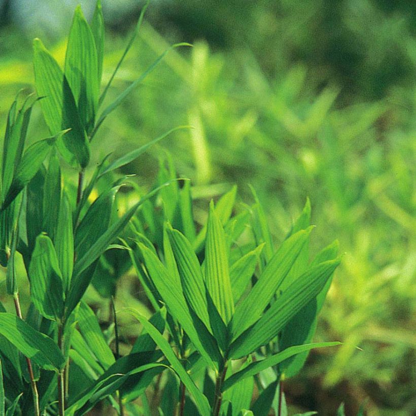 Pleioblastus pygmaeus - Dwarf Bamboo (Foliage)