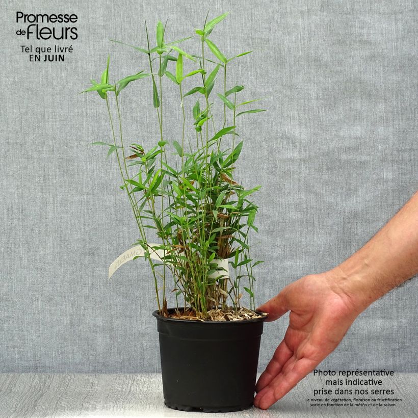 Pleioblastus pygmaeus - Dwarf Bamboo 1L/1.5L pot sample as delivered in summer