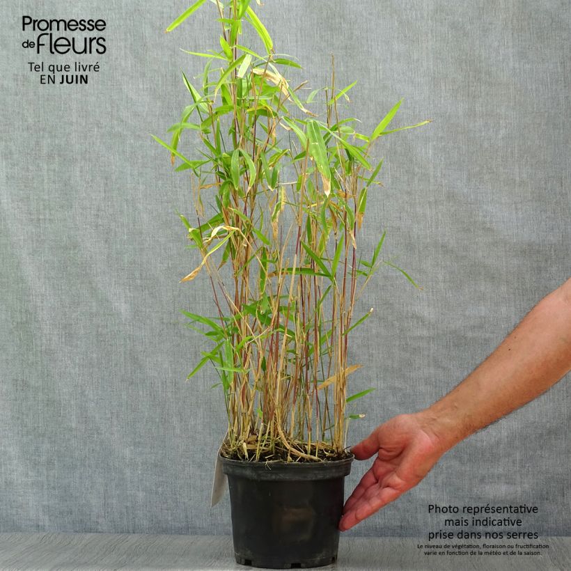 Pleioblastus pygmaeus Distichus - Dwarf Bamboo 2L/3L pot sample as delivered in summer