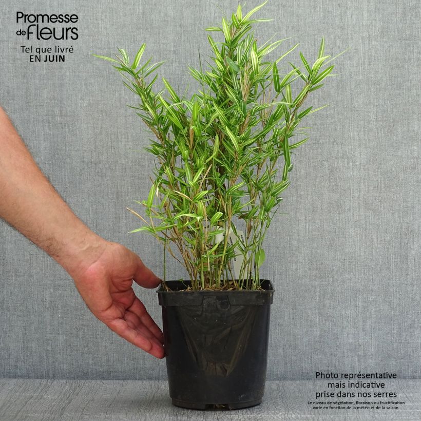 Pleioblastus shibuyanus Tsuboï - Dwarf Bamboo 1.5L/2L pot sample as delivered in summer