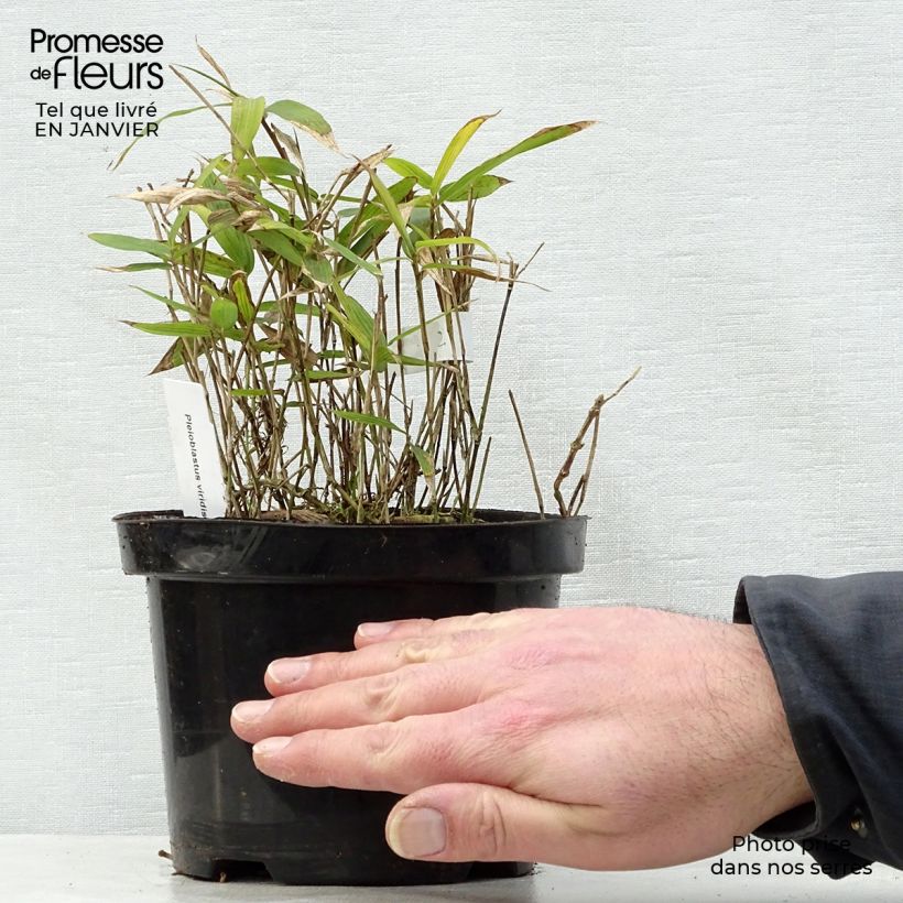 Pleioblastus viridistriatus Vagans - Dwarf Bamboo 1L/1.5L pot sample as delivered in winter