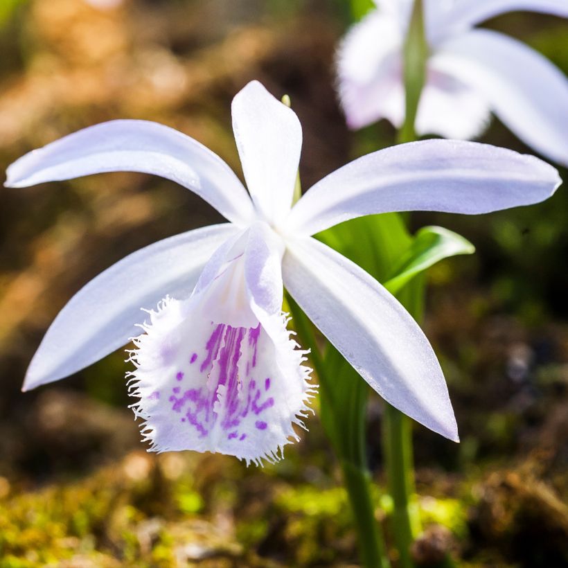 Pleione Glacier Peak (Flowering)