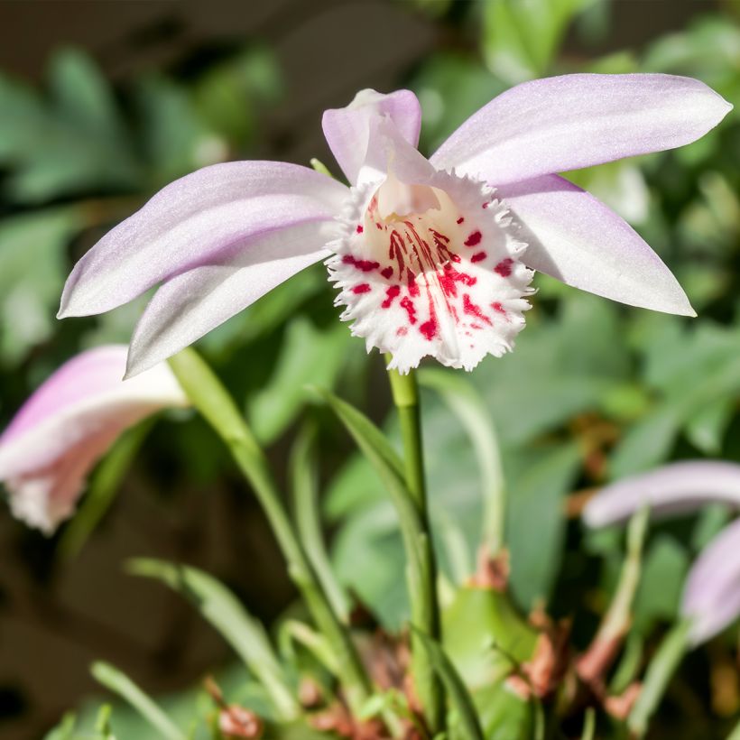 Pleione Glacier Peak (Plant habit)