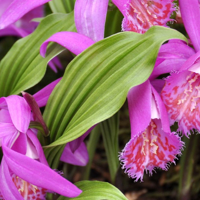 Pleione Tongariro (Foliage)