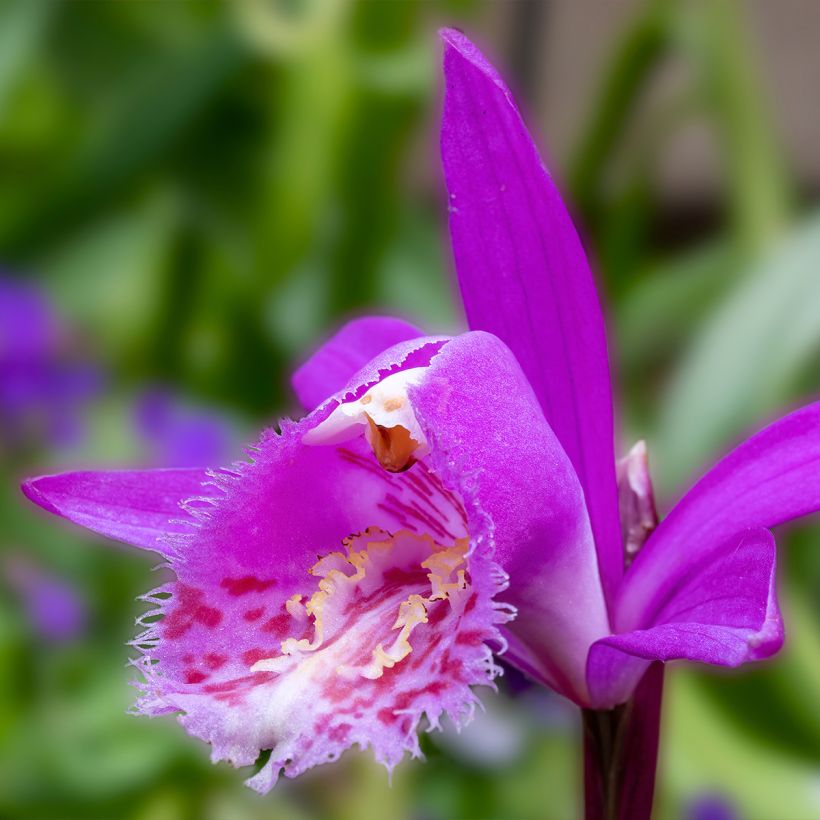 Pleione Tongariro (Flowering)