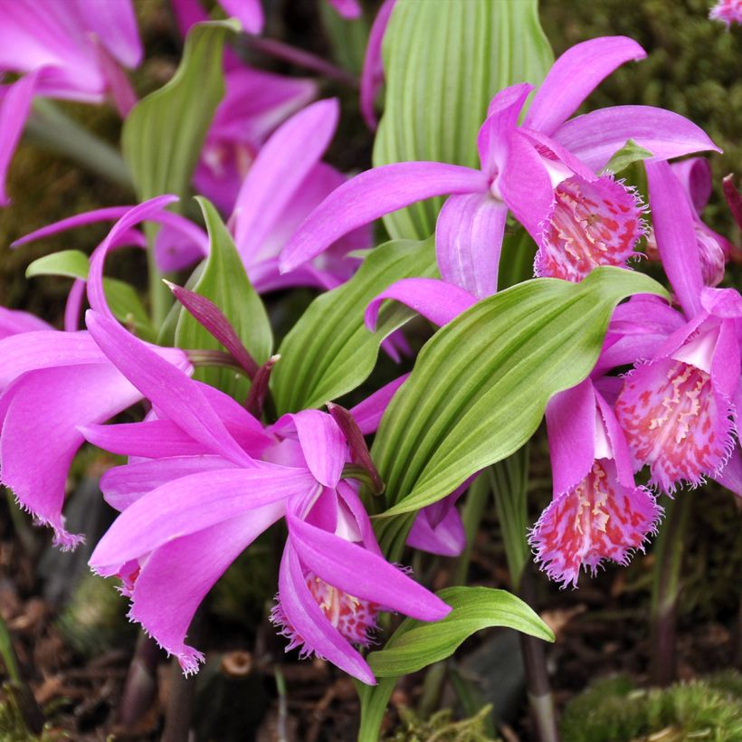 Pleione Tongariro (Plant habit)