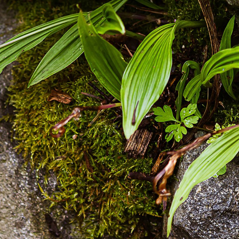 Pleione formosana bulbs (Foliage)