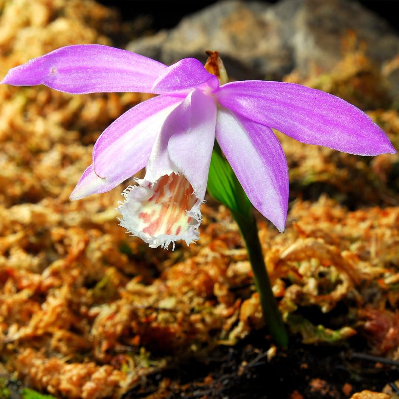 Pleione formosana bulbs (Flowering)