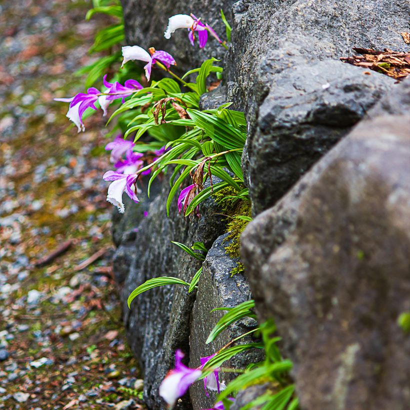 Pleione formosana bulbs (Plant habit)