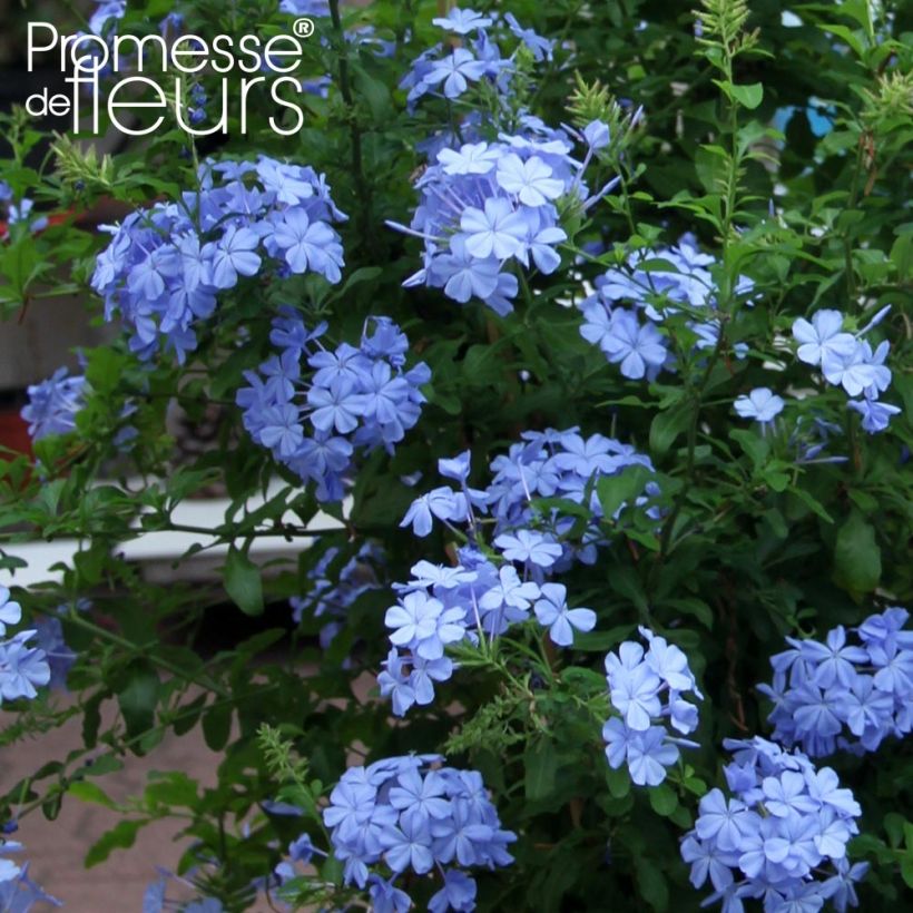 Plumbago auriculata Dark Blue (Flowering)